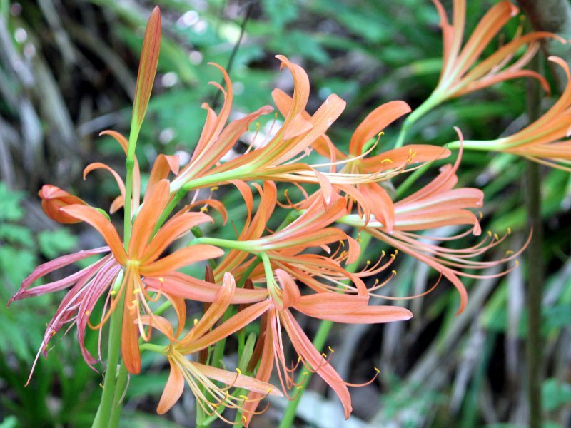 Lycoris  kiushiana