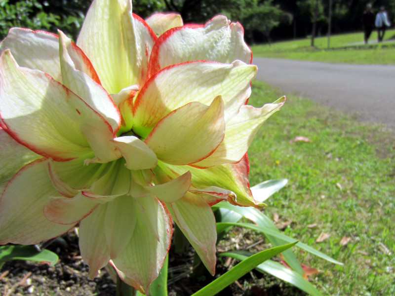 Amaryllis