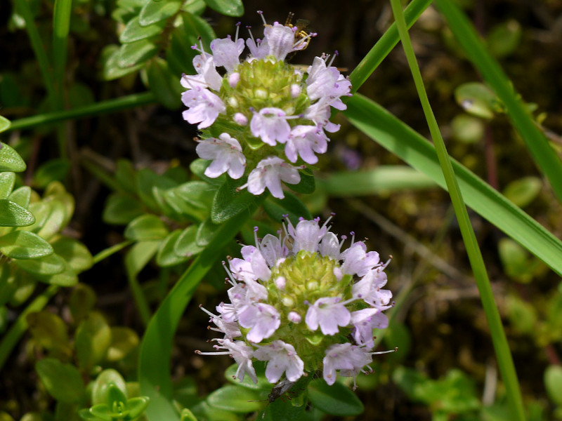 地椒 Thymus Quinquecostatus 科技研花图画书