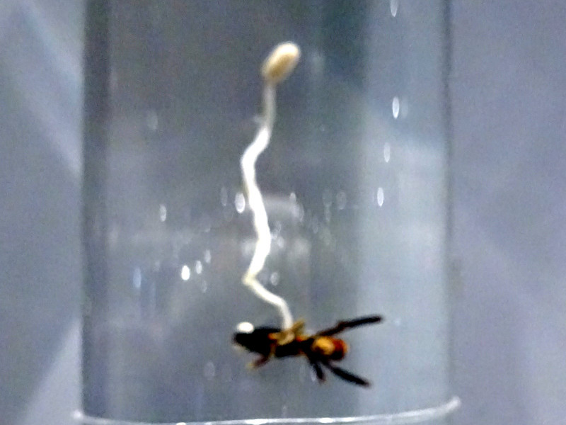 Ophiocordyceps sinensis