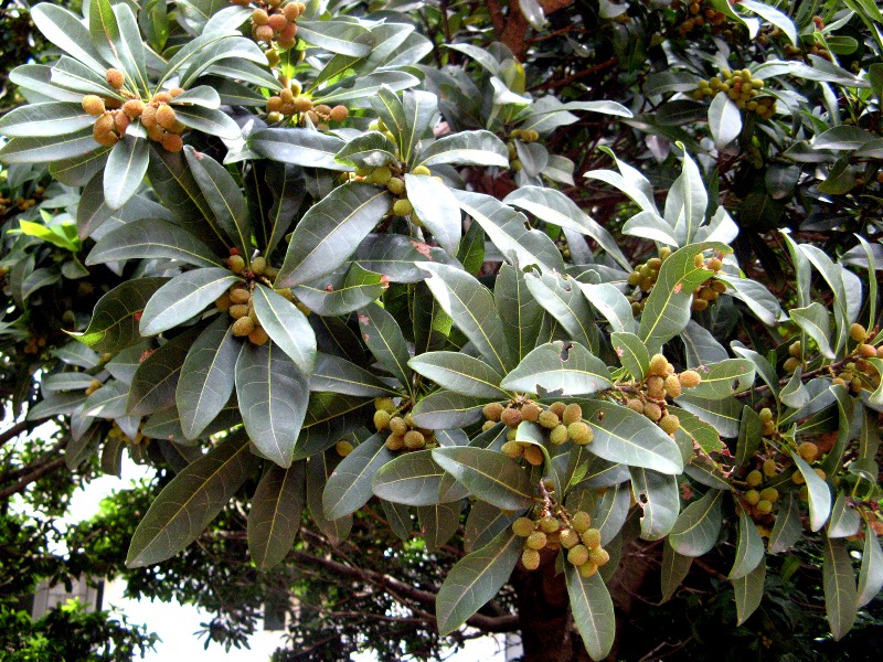 ヤマモモ Myrica Rubra かぎけん花図鑑