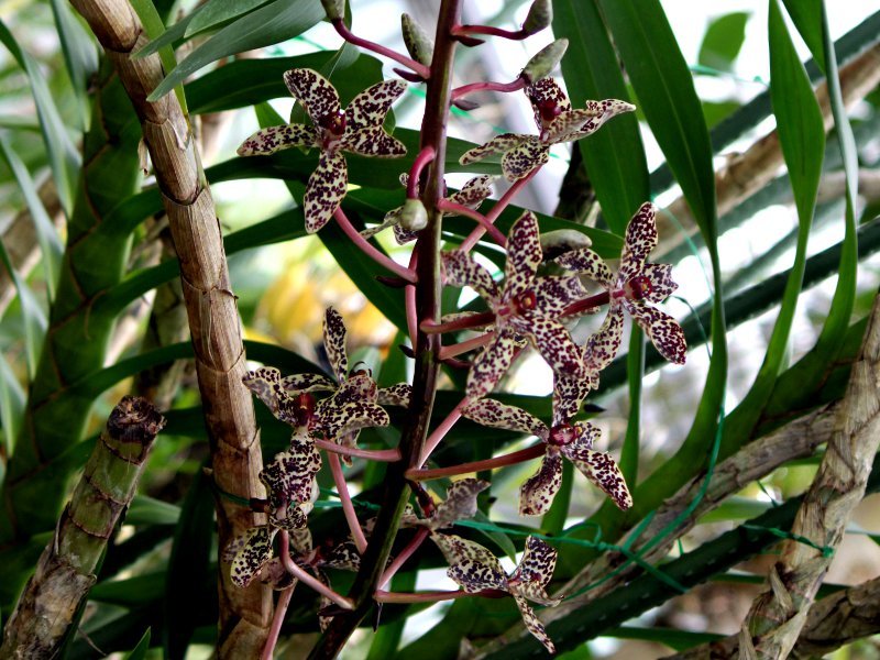 Tiger Orchid