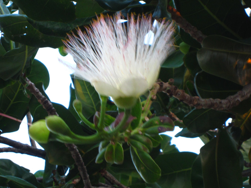 Barringtonia asiatica