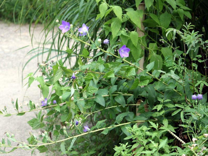 キキョウ | Platycodon grandiflorus | かぎけん花図鑑