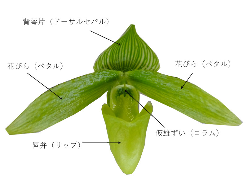 12月の緑色の花