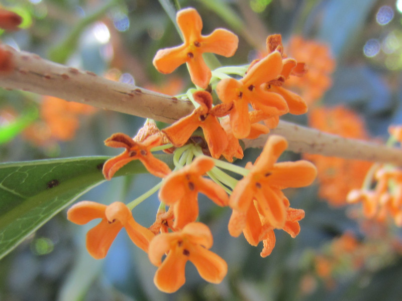 Osmanthus Aurantiacus Osmanthus Fragrans Var Flower Database