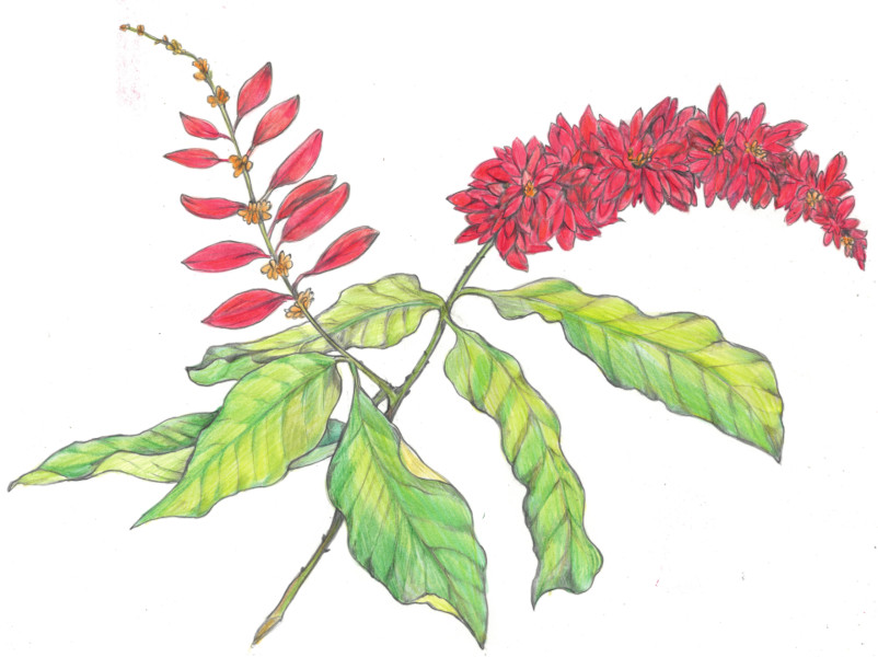 Warszewiczia coccinea