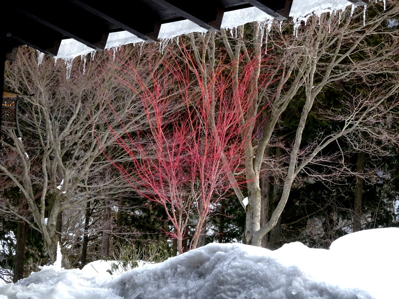 Acer palmatum 'sango-kaku'