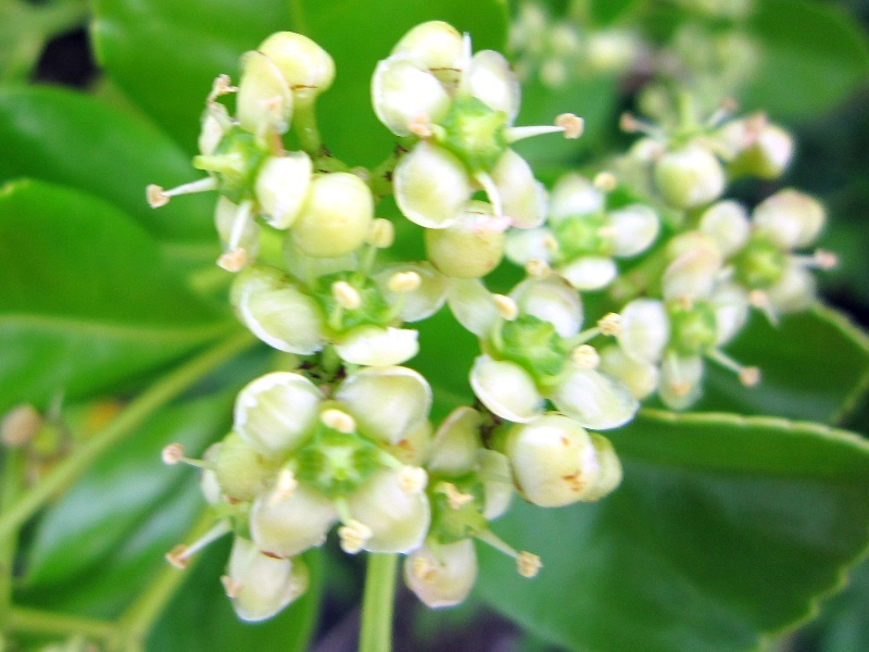 マサキ Euonymus Japonicus かぎけん花図鑑