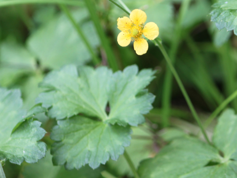 Ranunculus silerifolius