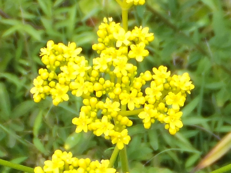 誕生花 8月16日 唐糸草 女郎花 かぎけん花図鑑