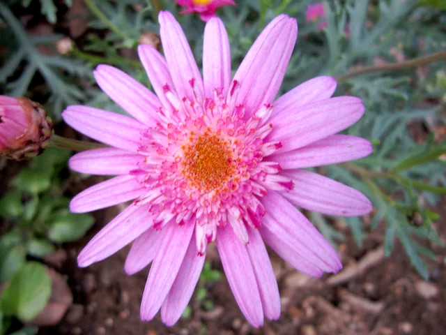 Argyranthemum frutescens 'Cutie mise'