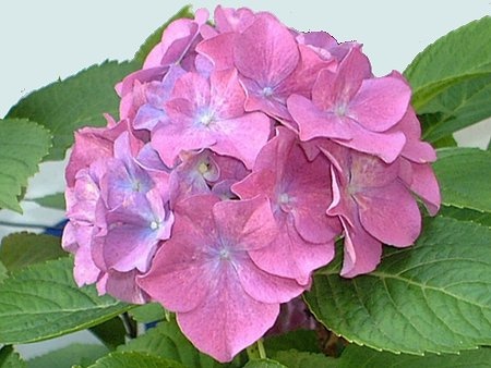 Hydrangea macrophylla