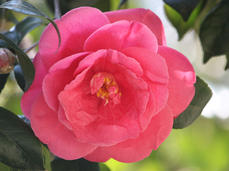 Camellia Tamadare