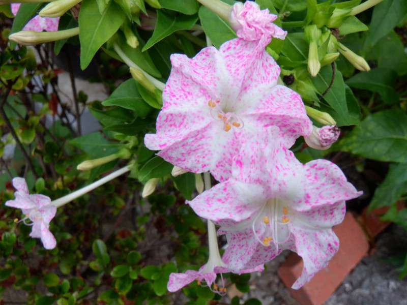 誕生花　8月2日　オシロイバナ