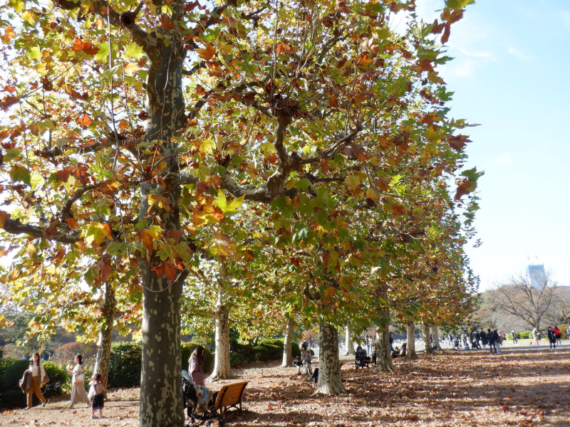 プラタナス Platanus かぎけん花図鑑