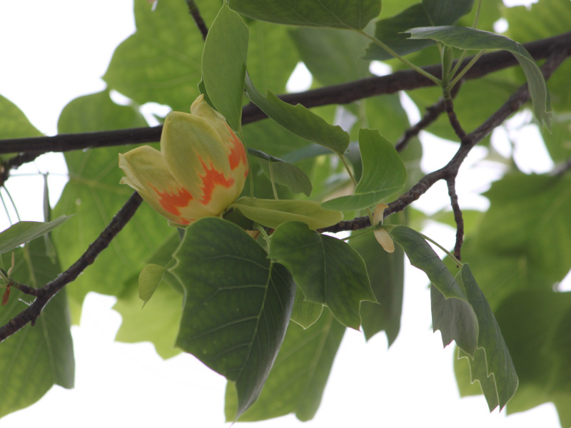 ユリノキ Liriodendron Tulipifera かぎけん花図鑑