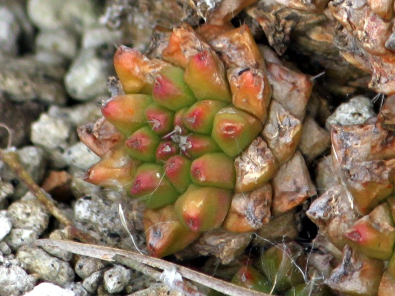 マミラリア・ブカレリエンシス エルサム | Mammillaria bucareliensis ...