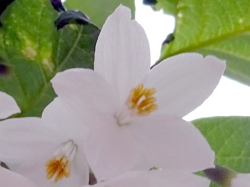 Styrax obassia