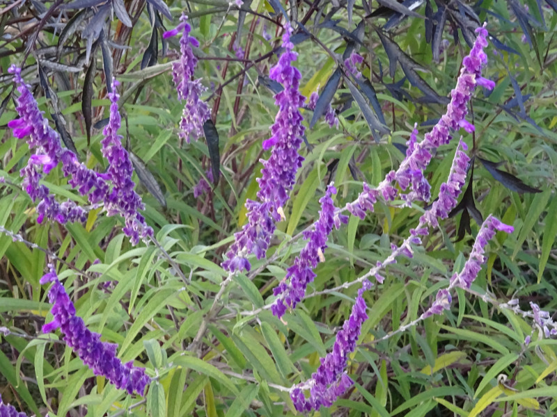 サルビア レウカンサ Salvia Leucantha かぎけん花図鑑