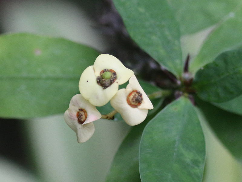 Euphorbia milii