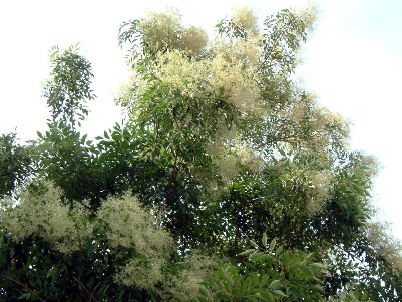 つ6.煙たい木？【つくば植物園】スモークツリー　かぎけん花日記