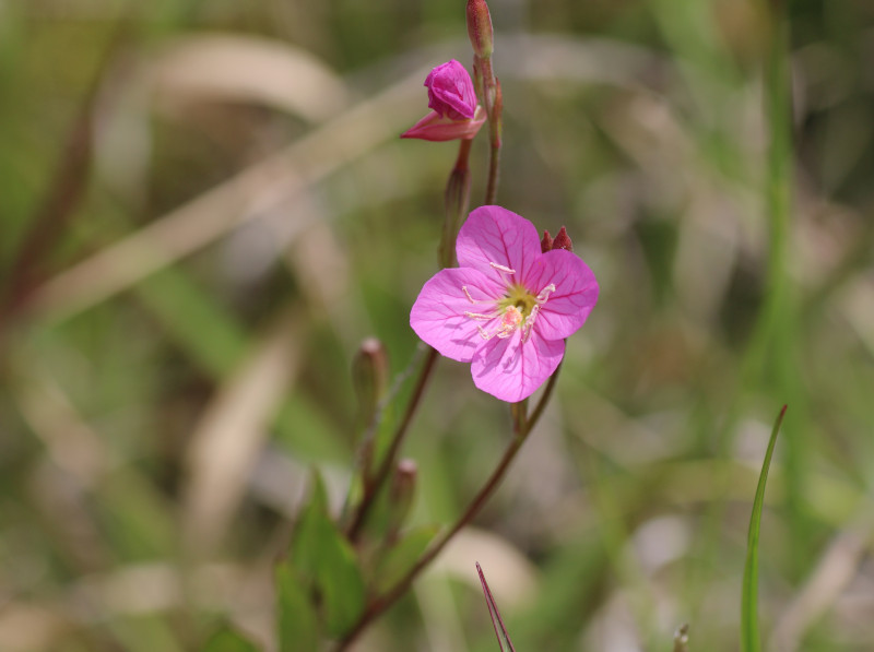 ユウゲショウ Oenothera Rosea かぎけん花図鑑