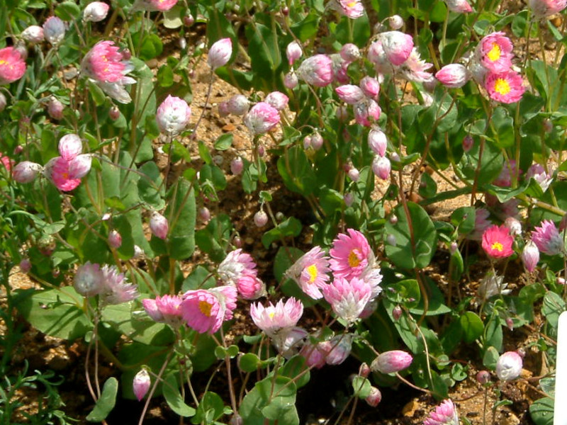 Rhodanthe manglesii