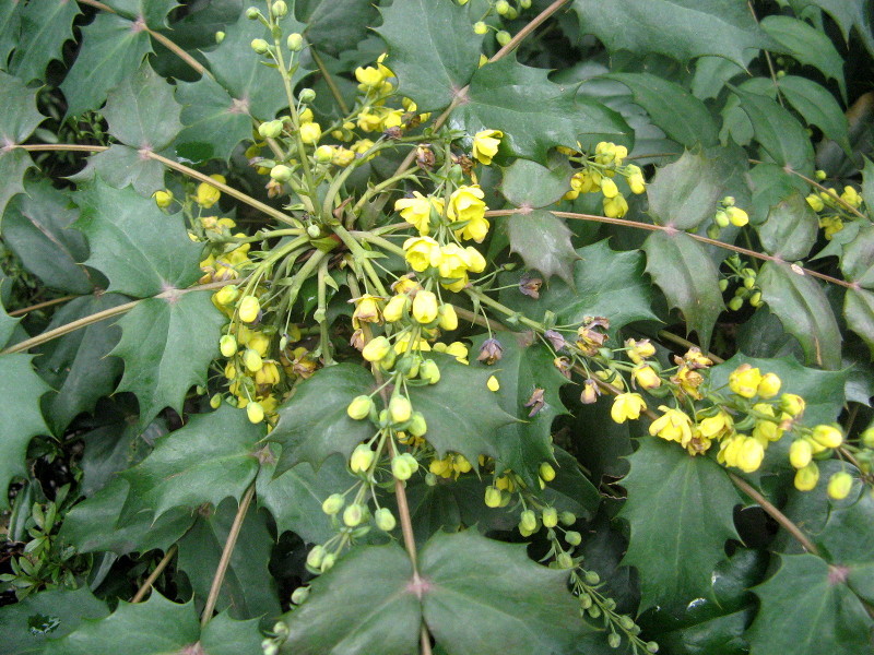 ヒイラギナンテン Berberis Japonica かぎけん花図鑑