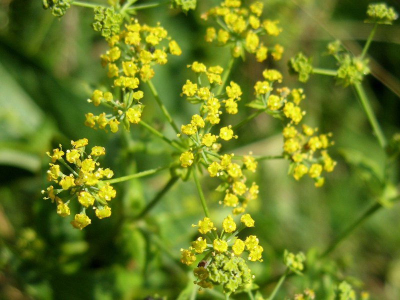 Bupleurum longiradiatum var. elatius