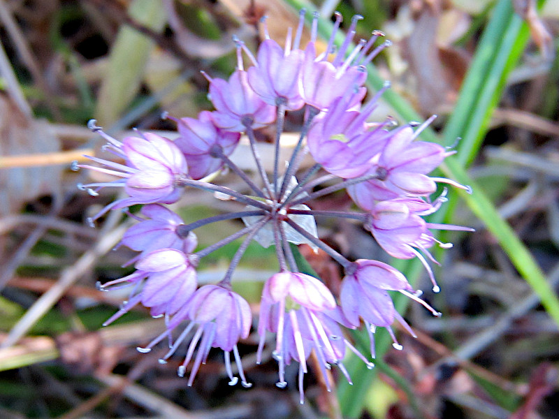 Allium thunbergii