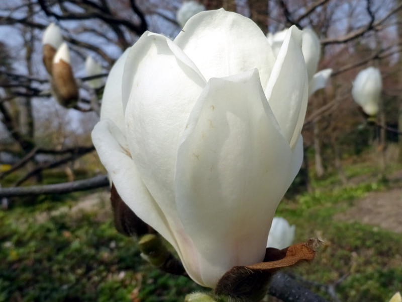 玉兰 Magnolia Heptapeta 科技研花图画书