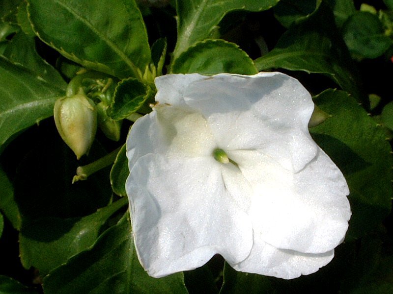 インパチェンス Impatiens Walleriana かぎけん花図鑑