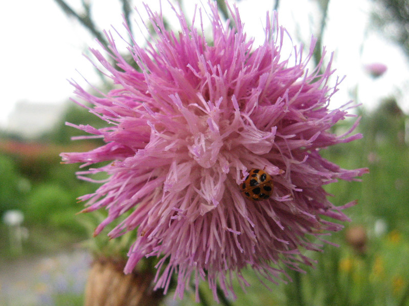 Silybum marianum