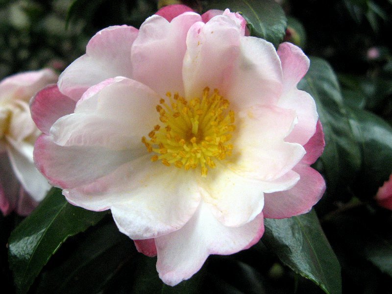 Camellia sasanqua