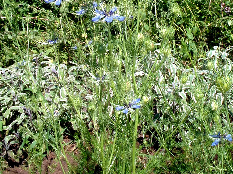 クロタネソウ Nigella Damascena かぎけん花図鑑