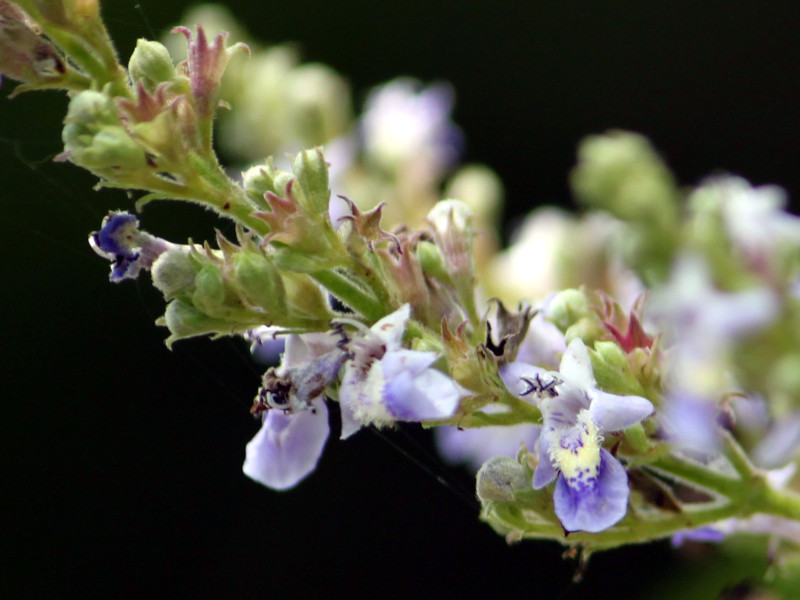 Vitex cannabifolia