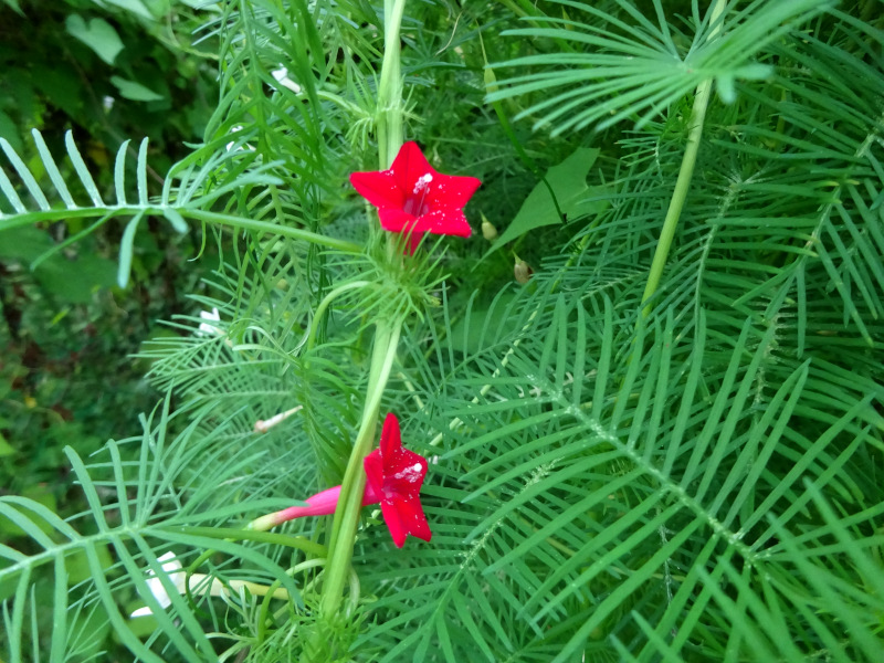 Cypress Vine