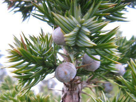 Juniperus communis