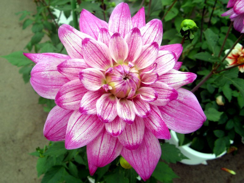 Dahlia