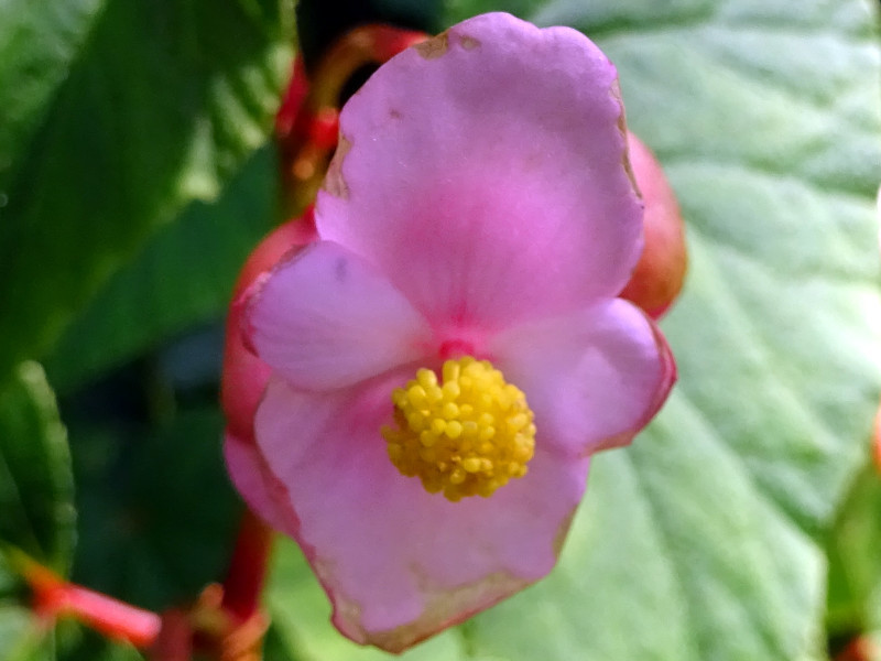 Begonia grandis