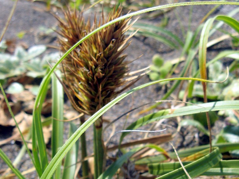 Carex macrocephala