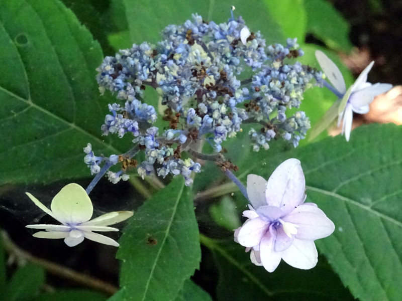 山绣球花 菊咲七段花 Hydorangea Serrata F Prolifera 科技研花图画书