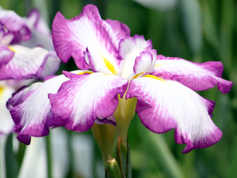 Japanese Iris  'Chouseiden'
