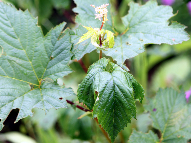 Filipendula camtschatica