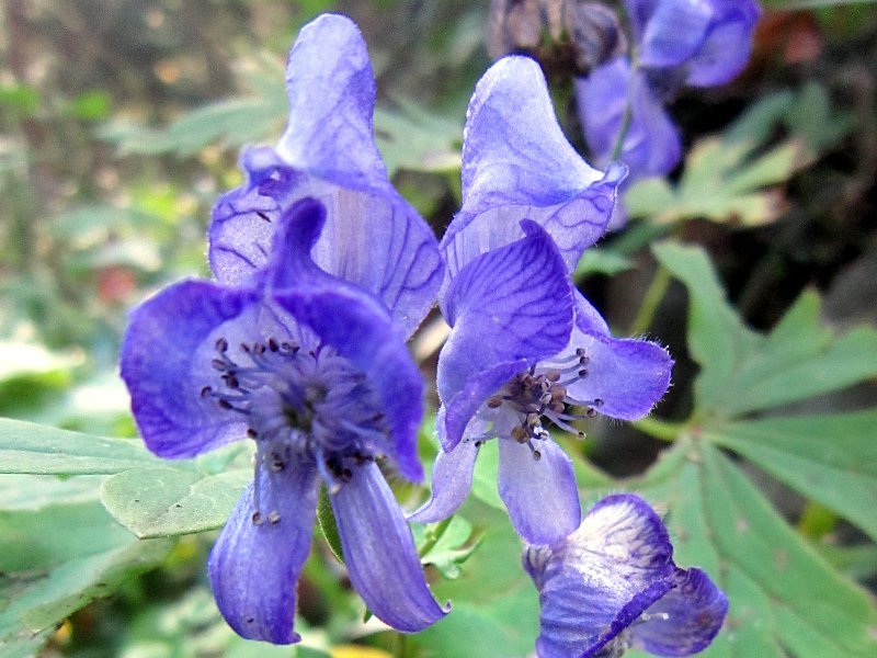 ヤマトリカブト Aconitum Japonicum Thunb かぎけん花図鑑