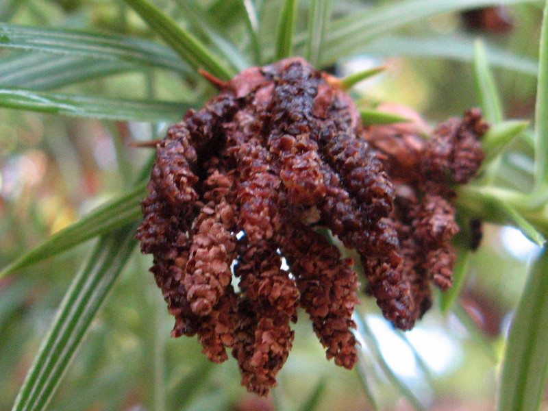 Chinese fir tree