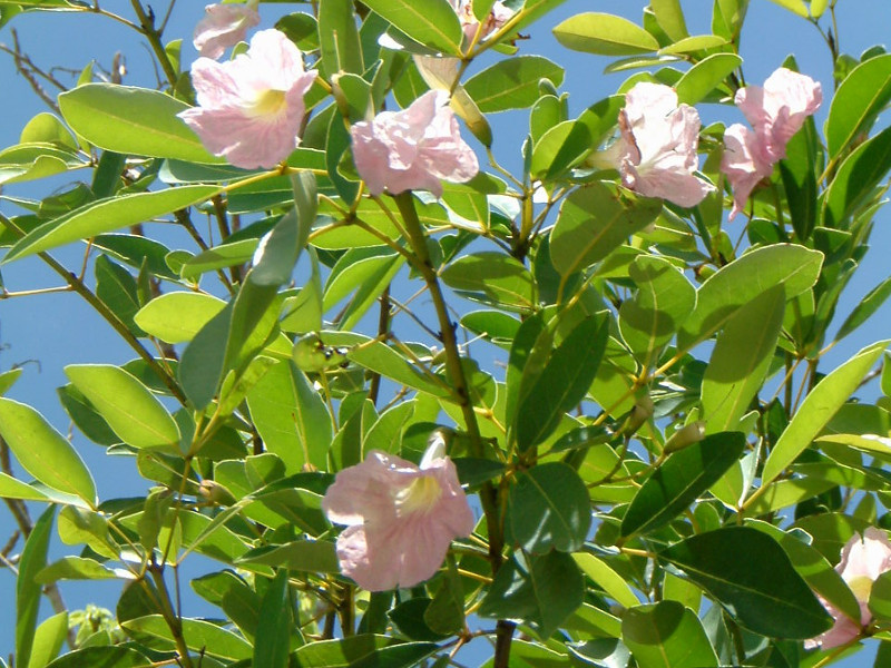 Tabebuia rosea