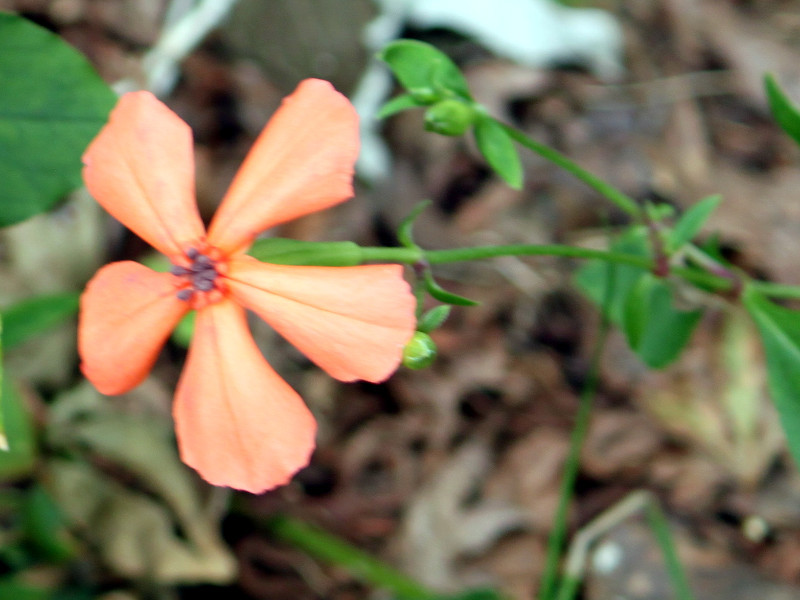 女婁菜剪秋羅 Lychnis Miqueliana 科技研花图画书