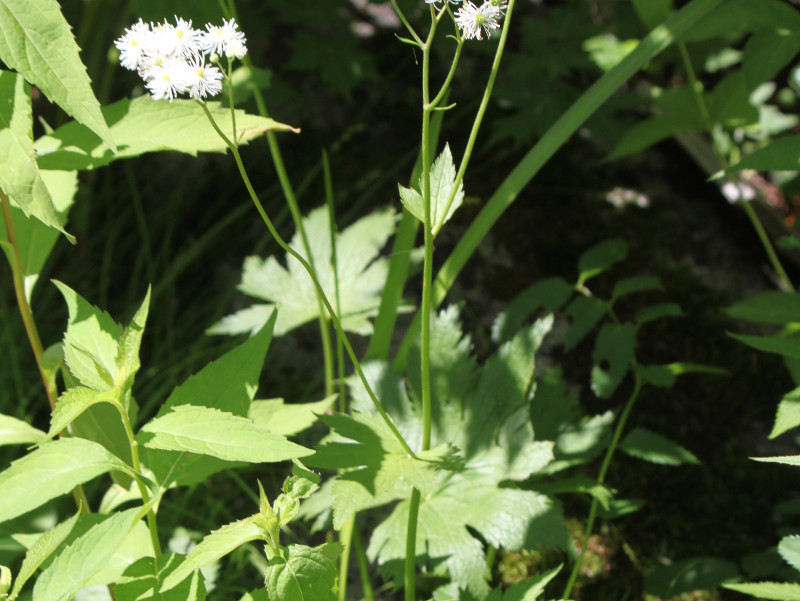 モミジカラマツ Trautvetteria Caroliniensis Var Japonica かぎけん花図鑑